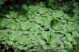 WWATER LETTUCE (Pistia stratiotes)