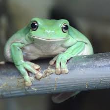 WHITE’S TREE FROG (Litoria caerulea)