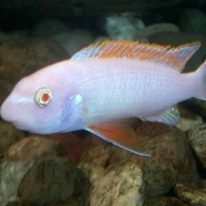 Albino red top trewavasae