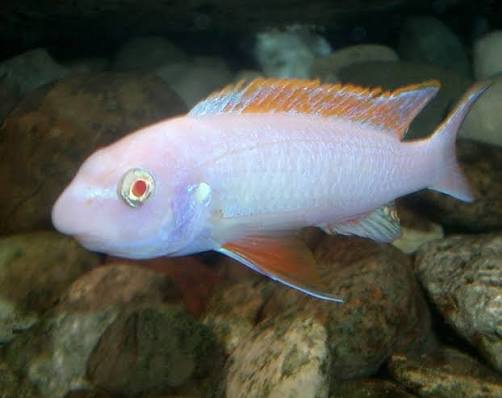 Albino red top trewavasae