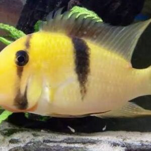 BANDIT CICHILD (Guianacara geayi)