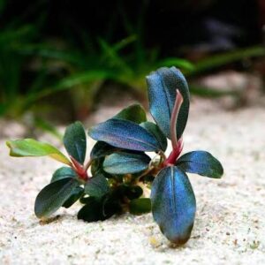 Bucephalandra sordidula 'Blue'