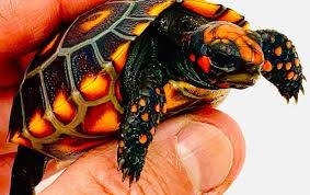CHERRY HEAD RED FOOT TORTOISE (Chelonoidis carbonarius)