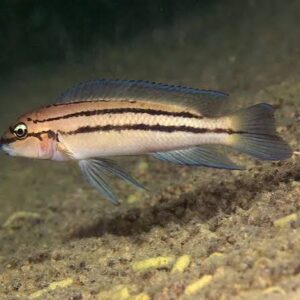 Julidochromis sp. Bifrenatus