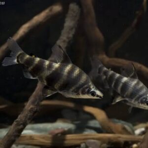 MARBLED HEADSTANDER (Abramites hypselonotus)