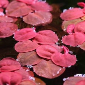 RED ROOT FLOATER (Phyllanthus fluitans)