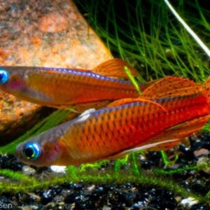 RED NEON RAINBOWFISH (Pseudomugil luminatus)