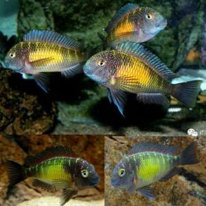 SUNSPOT TROPHEUS (Tropheus moorii)