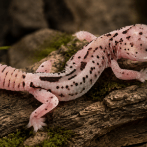 WHITE OUT PATTERN LESS (Hemitheconyx caudicinctus)