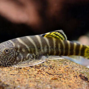 Yellow Finned Hillstream Loach (Gastromyzon viriosus)