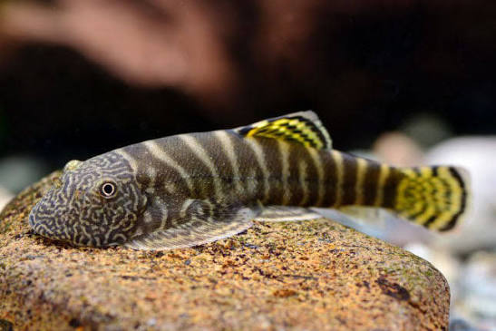 Yellow Finned Hillstream Loach (Gastromyzon viriosus)