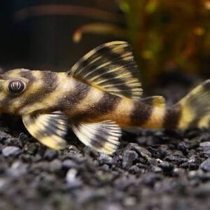 CANDY CANE PLECO (L015Peckoltia vittata)