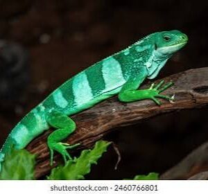FIJI IGUANA (Brachylophus bulabula)