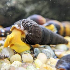 Golden Rabbit Snail (Tylomelania gemmifera)