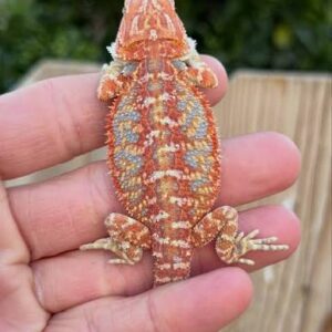 BEARDED DRAGON RED BLUE BAR (Pogona vitticeps)