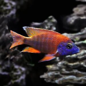 RUBIN RED PEACOCK MALE (Aulonocara rubescens)