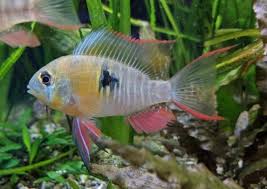 BOLIVIAN RAM (Mikrogeophagus altispinosus )
