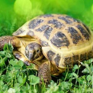 Russian Tortoise Bioactive Starter Kit